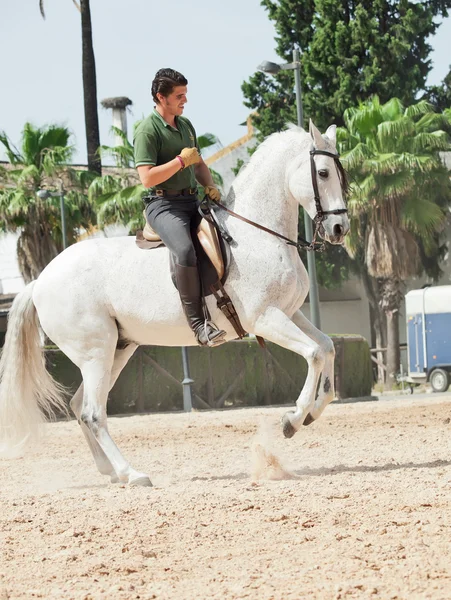 Jerez-17 MAI : cavalier sur cheval blanc espagnol à l'École royale andalouse d'art équestre — Photo