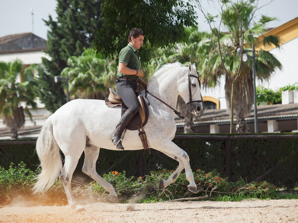 Херес-17 МАЙ: Всадник на испанской белой лошади в Королевской андалузской школе конного искусства
