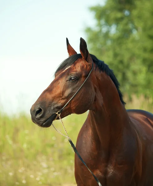 Retrato deportivo del caballo de la bahía . — Foto de Stock