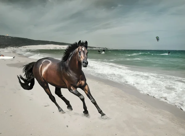 Maravilloso paisaje marino con hermoso caballo de la bahía — Foto de Stock