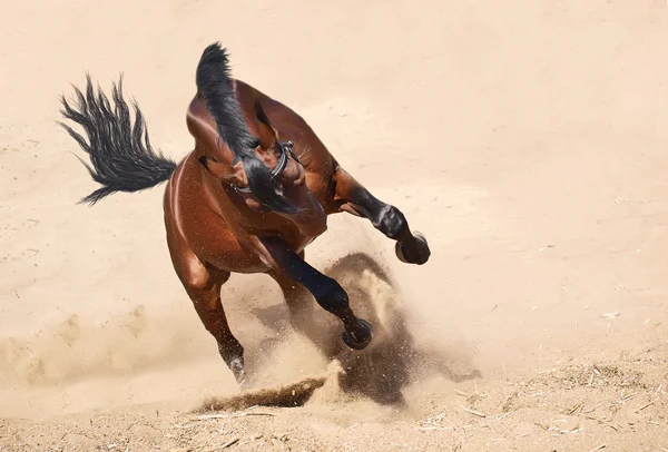 Prachtige baai paard uitgevoerd in de woestijn — Stockfoto