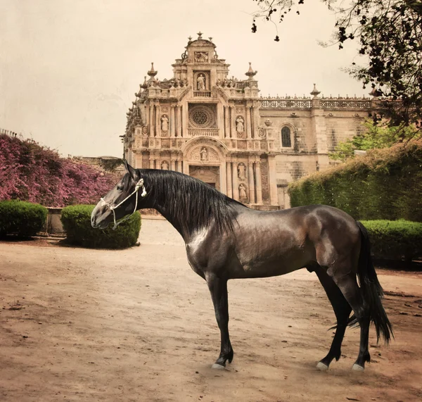 L'apparizione di monastero di fronte a cavallo andaluso di razza. Andalusia , — Foto Stock