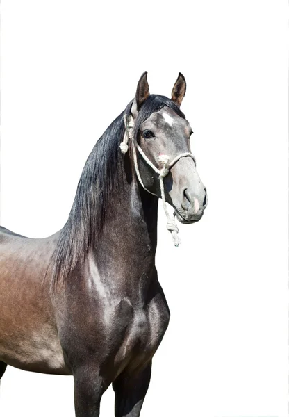 Retrato de garanhão cinzento andaluz de Espanha isolado — Fotografia de Stock