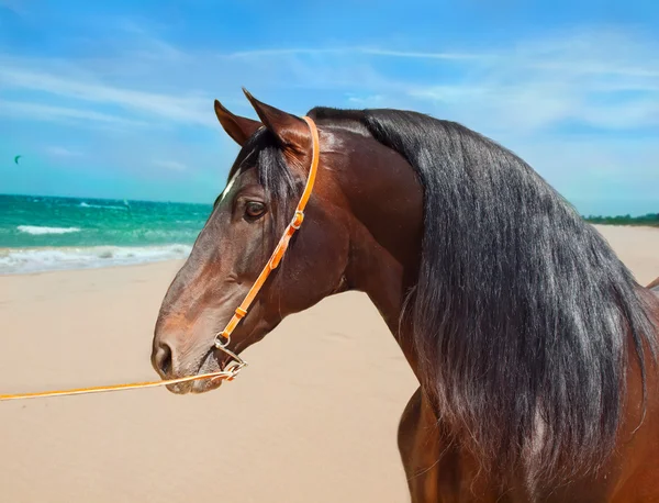 Portrait of Andalusian bay stallion at ocean background — Stock Photo, Image