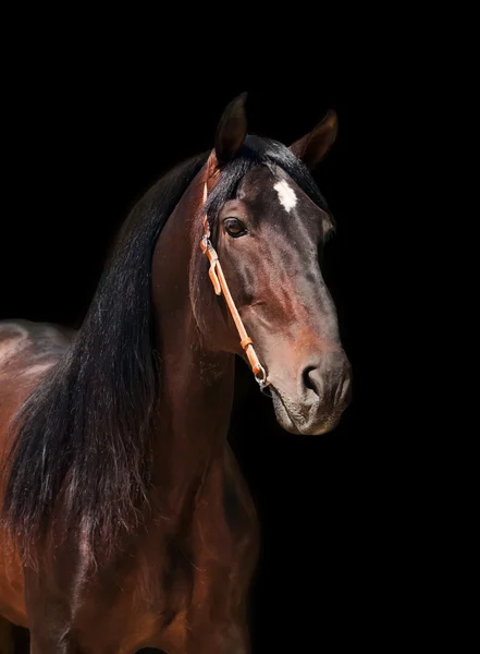 Andalusian breed bay stallion isolated on black — Stock Photo, Image