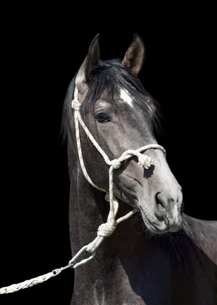 Andalusian breed grey stallion isolated on black. Spain — Stock Photo, Image