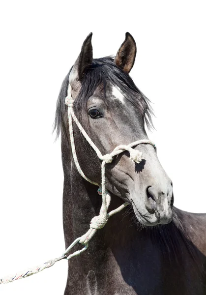 Étalon gris race andalouse isolé sur blanc. Espagne — Photo