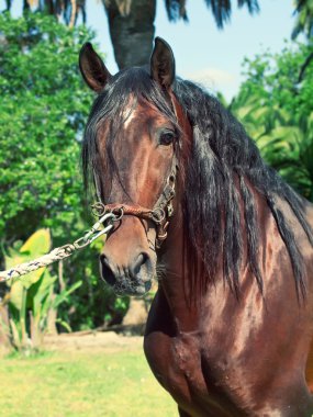 Güzel safkan Endülüs defne aygır, güneşli da portresi