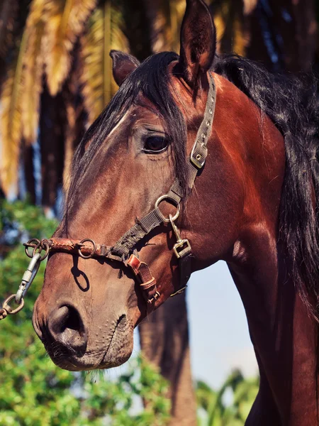 Portrait of beautiful purebred Andalusian bay stallion, sunny da — Stock Photo, Image