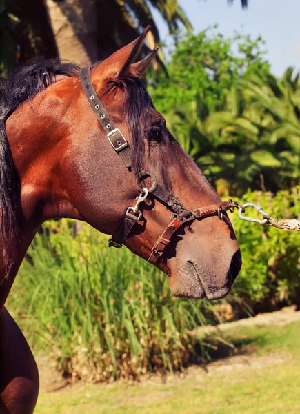 Ritratto di bellissimo stallone della baia andalusa di razza pura, soleggiato da — Foto Stock