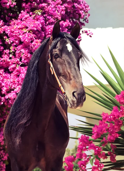 Beautiful purebred Andalusian stallion at flowers background. Sp — Stock Photo, Image