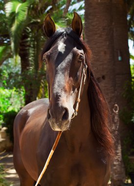 safkan Endülüs defne aygır. İspanya