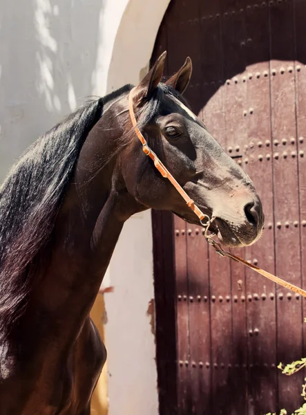 Portret van Andalusische RAS hengst bij deur achtergrond. Spanje — Stockfoto