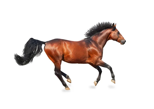 Galopperend baai sportieve RAS paard geïsoleerd op wit — Stockfoto