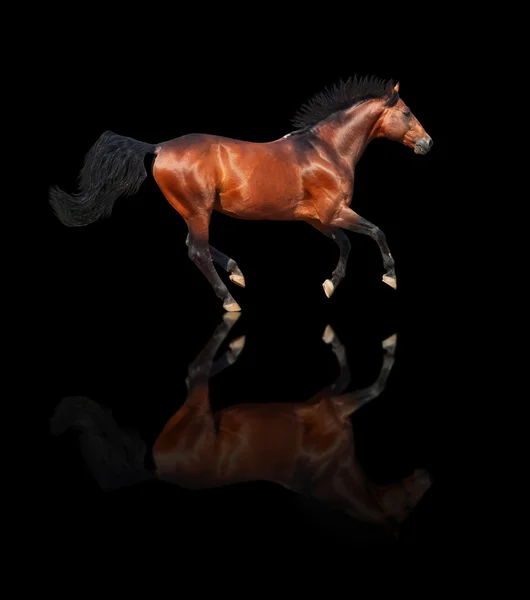 Galloping bay sportive breed horse isolated on black background — Stock Photo, Image