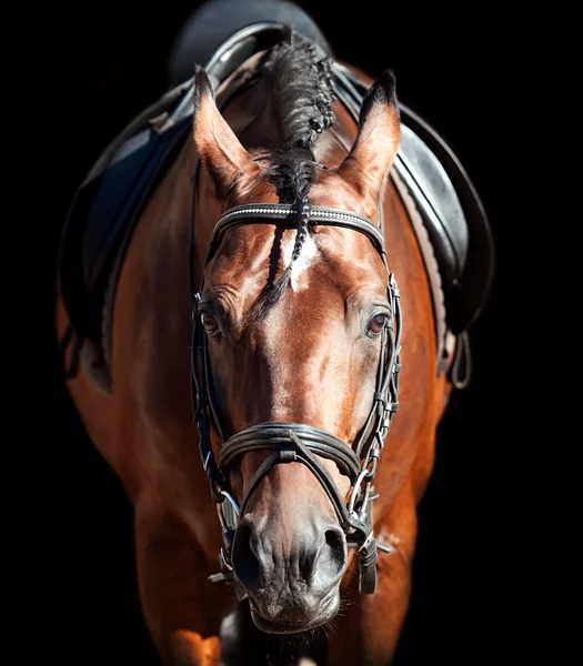 湾体育马的肖像 — 图库照片