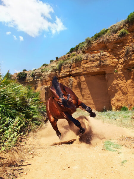 скачущая лошадь породы бухты на дороге возле скалы
