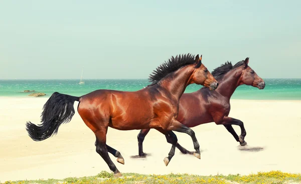 Galopante raça cavalos na praia do mar — Fotografia de Stock
