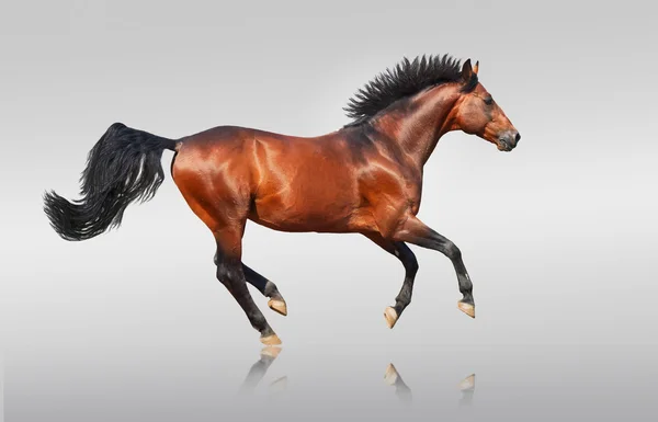 Galopperande bay sportig ras häst isolerad — Stockfoto