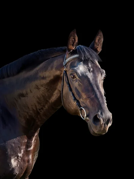 Mooie zwarte paard portret geïsoleerd op zwart — Stockfoto