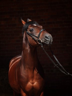 mizah güzel sportif at portresi