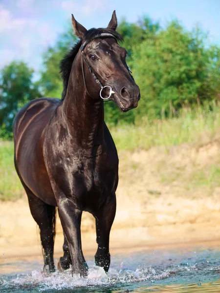 Zwiedzanie pięknej czarny koń w jeziorze — Zdjęcie stockowe