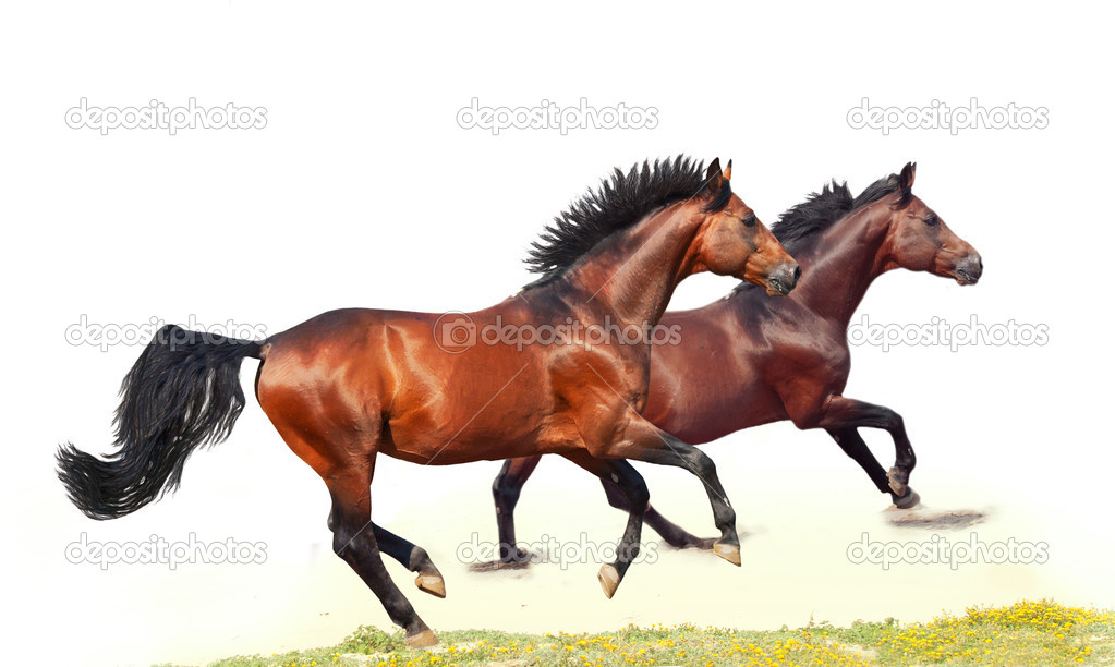 galloping breed horses over white