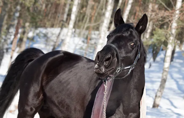 Retrato de emoción de hermoso caballo negro . —  Fotos de Stock