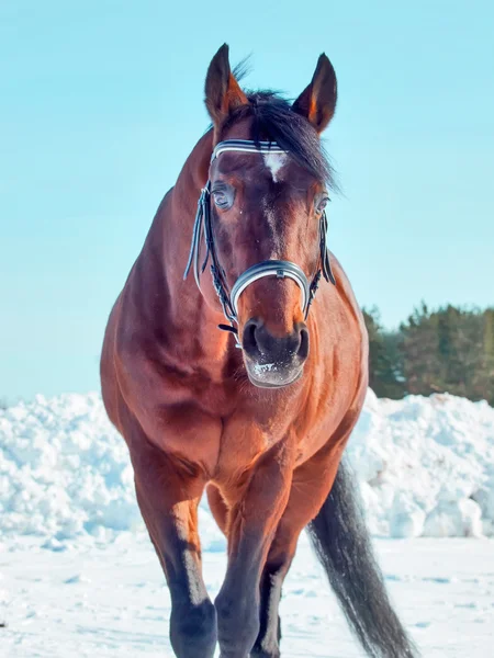 Retrato de inverno de cavalo baía — Fotografia de Stock