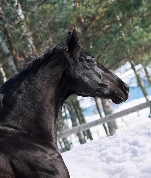 Ritratto di un bellissimo cavallo da corsa nero. inverno . — Foto Stock