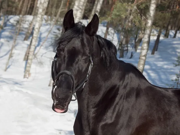 Retrato de belo cavalo preto. Inverno. exterior — Fotografia de Stock