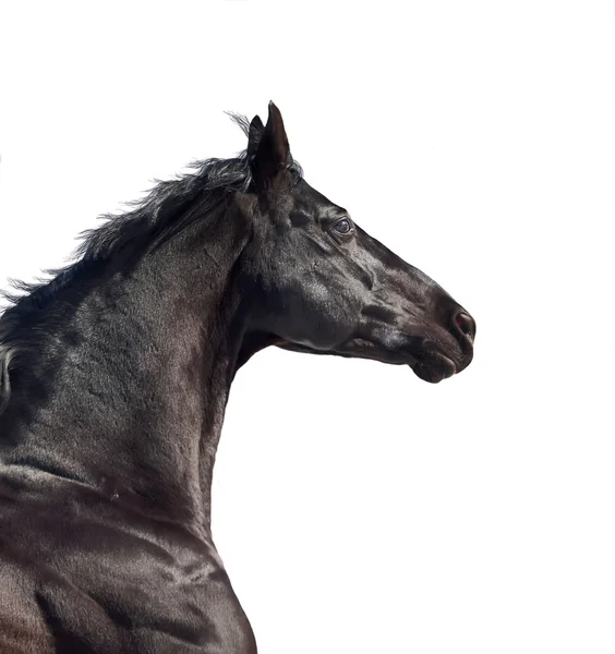 Retrato de corrida esportiva raça cavalo isolado — Fotografia de Stock