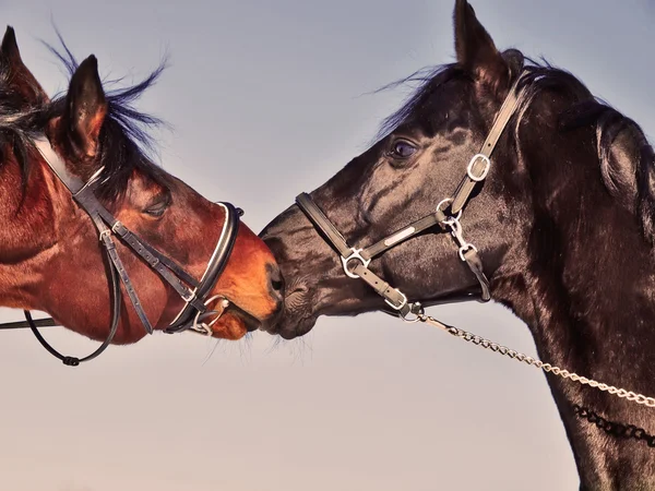 Pareja de sementales arte tonificado — Foto de Stock