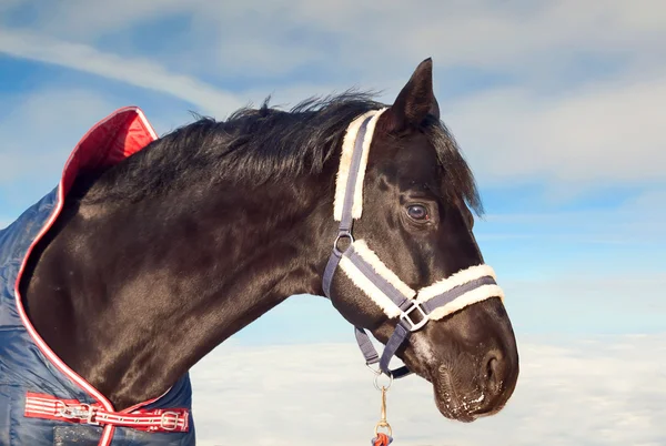 Retrato de hermoso caballo negro en abrigo en el fondo del cielo — Foto de Stock