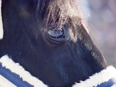 beautiful eye of black horse. closeup clipart