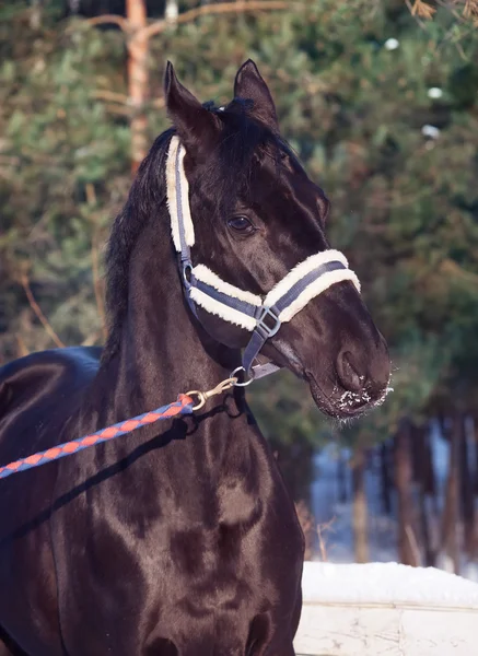 Belo retrato de cavalo preto. inverno . — Fotografia de Stock