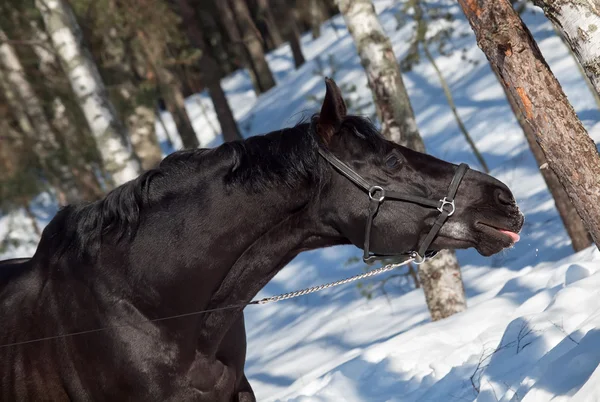 Muotokuva kaunis musta hevonen. talvi — kuvapankkivalokuva