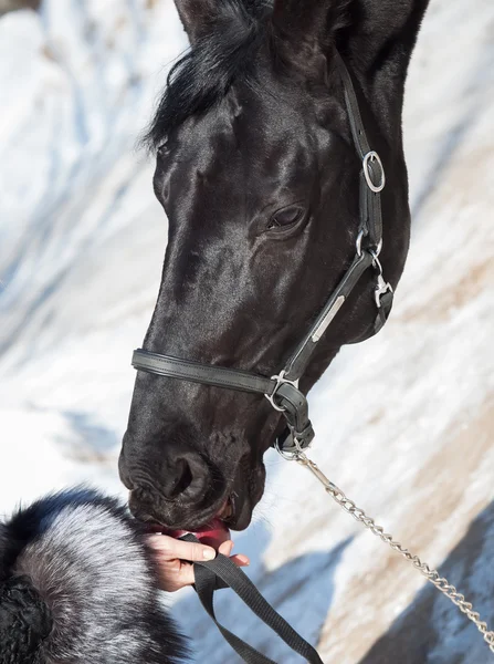 Portrait of black horse eating red apple — Stock Photo, Image