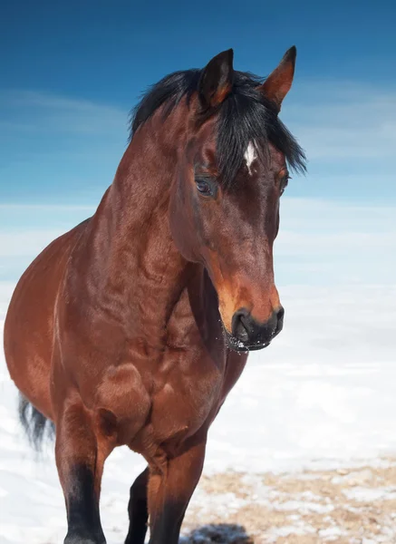 Bewegingsportret van galopperend mooi paard. winter — Stockfoto