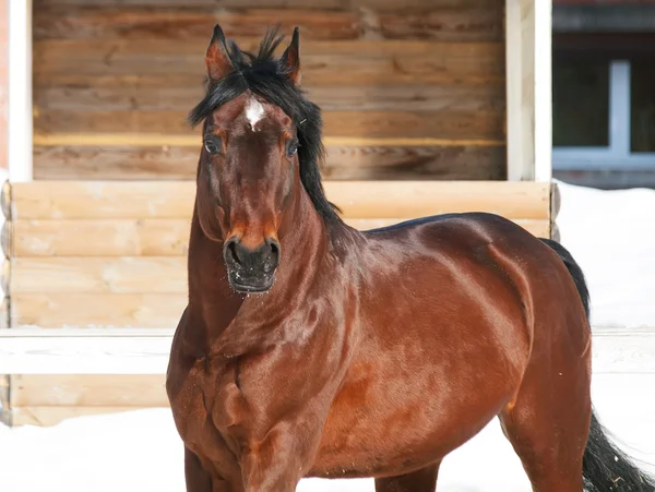 Galloping beautiful bay horse. winter — Stock Photo, Image