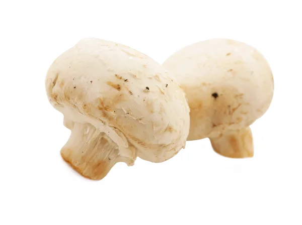 Champignon Champiñón aislado sobre fondo blanco —  Fotos de Stock