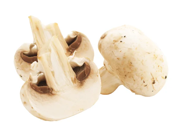 Champignon Mushroom在白色背景下被隔离 — 图库照片