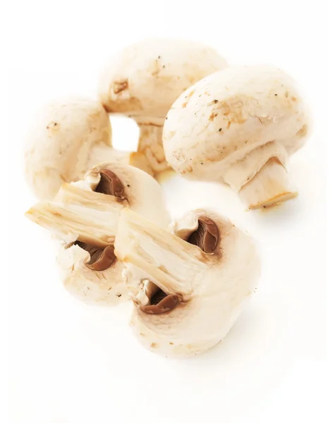 Champignon champignon sur fond blanc — Photo