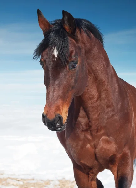 飞奔的美丽的马的运动肖像。冬季 — 图库照片