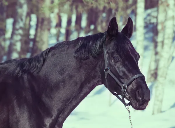 Piękny czarny koń w lesie. zima — Zdjęcie stockowe