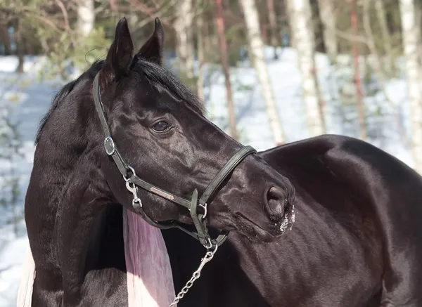 Κίνηση πορτρέτο του όμορφο μαύρο stallion στο κασκόλ. χειμώνα — Φωτογραφία Αρχείου