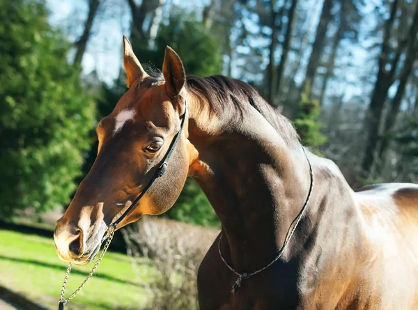 Beautiful portrait of ahalteke stallion — Stock Photo, Image