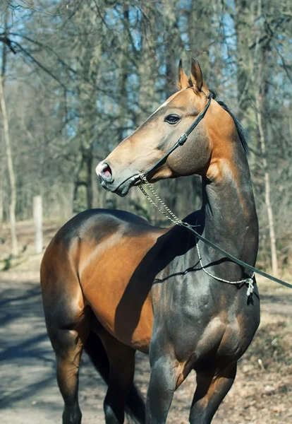 Mooie ahalteke hengst in voorjaar bos — Stockfoto