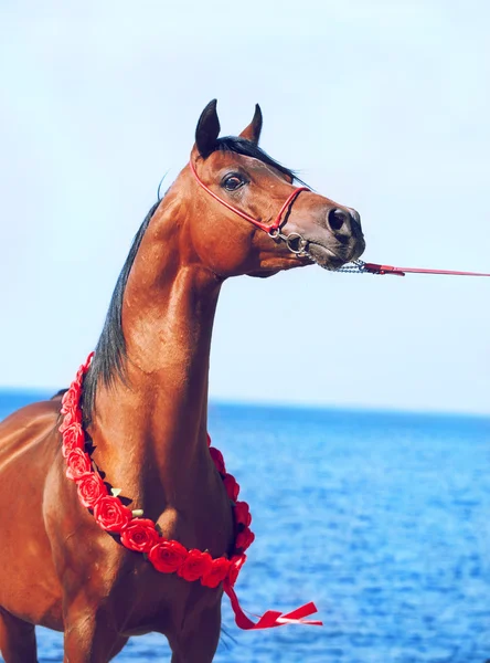 Bay arabian stallion portrait on the sea background — Stock Photo, Image