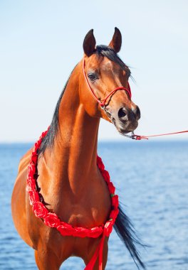 Körfez Arap aygırı portre deniz arka planda